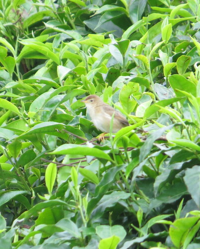 Short-winged Cisticola (Cisticola brachypterus), photo 10