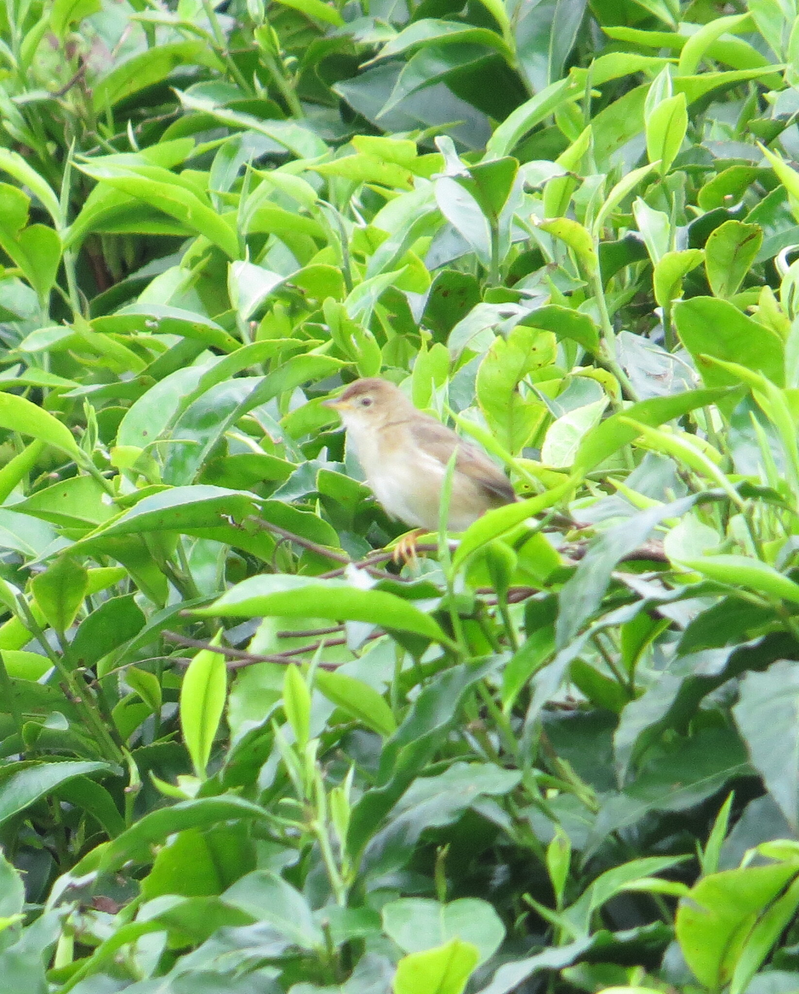 Short-winged Cisticola (Cisticola brachypterus), photo 9