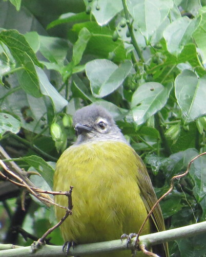 Kikuyu Mountain Greenbul (Arizelocichla kikuyuensis), photo 5