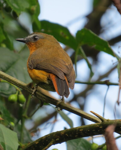 White-bellied Robin-Chat (Cossyphicula roberti), photo 4