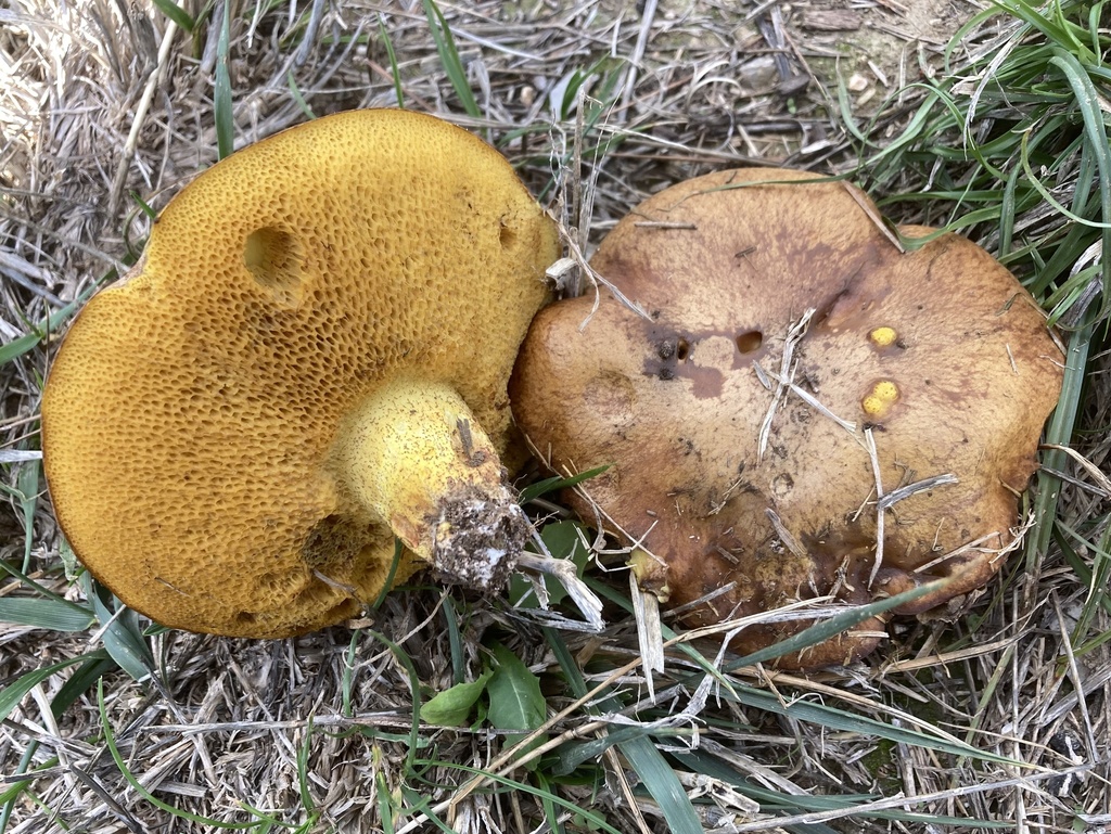 Suillus collinitus · November 2025 · photo: © lucian_clanet (iNaturalist, cc-by)