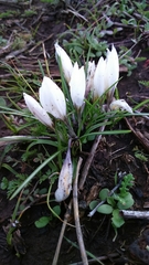 Crocus aleppicus