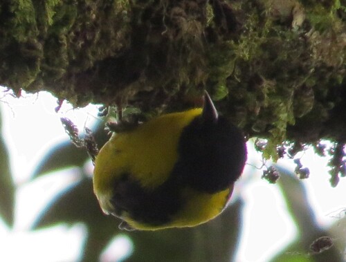 Brown-capped Weaver (Ploceus insignis), photo 10