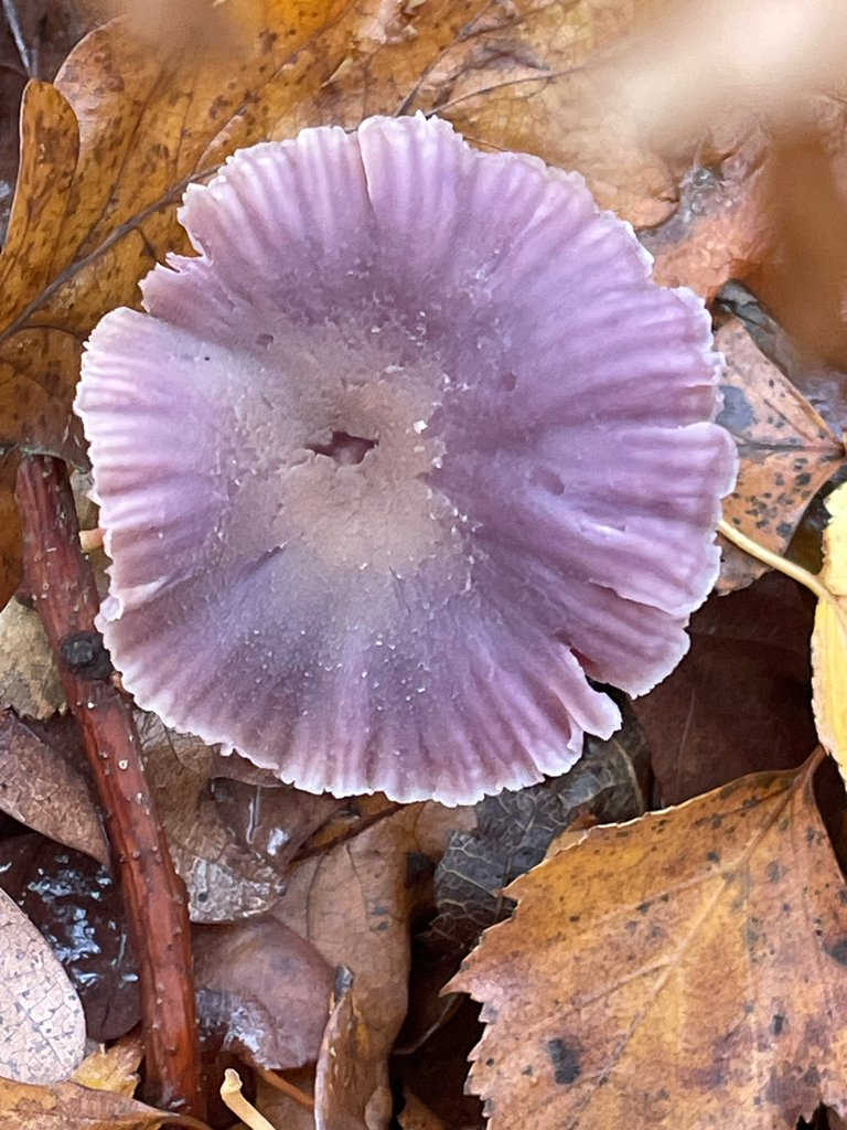 Laccaria amethystina · November 2025 · photo: © giselle_s (iNaturalist, cc0)