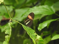 Heliconius melpomene rosina