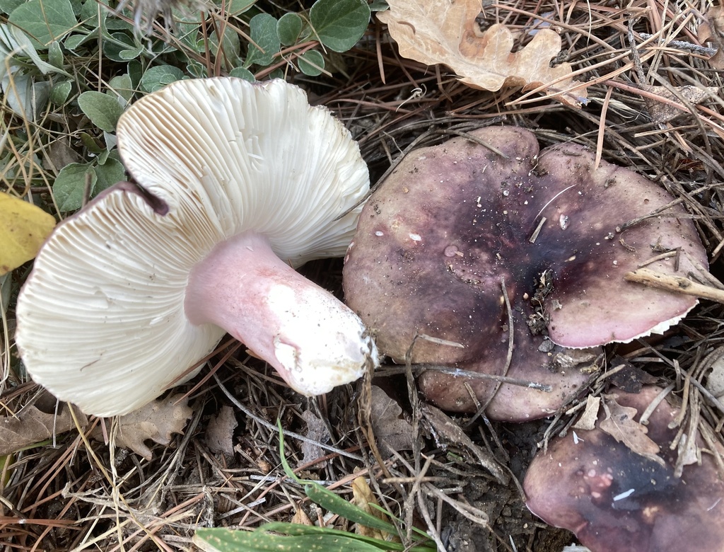 Russula torulosa