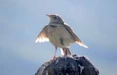 Anthus hellmayri