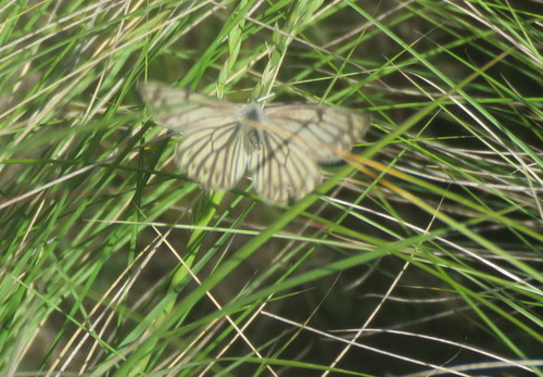 Tatochila stigmadice