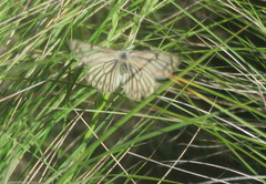 Tatochila stigmadice