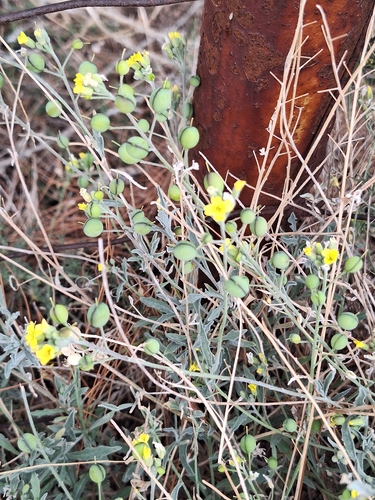 Wavy-leaved Alison (Aurinia sinuata)