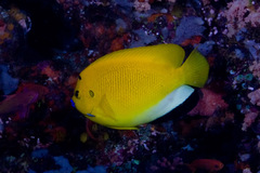 Apolemichthys trimaculatus