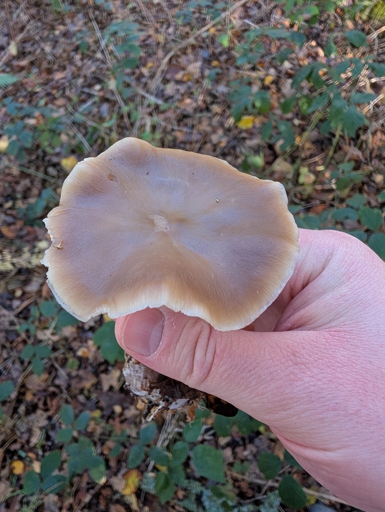 Rhodocollybia asema · November 2025 · photo: © heather-hyfae (iNaturalist, cc-by)
