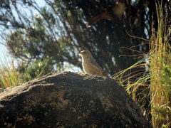 Phacellodomus striaticeps