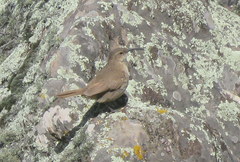 Upucerthia validirostris