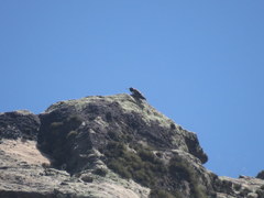 Oreotrochilus leucopleurus