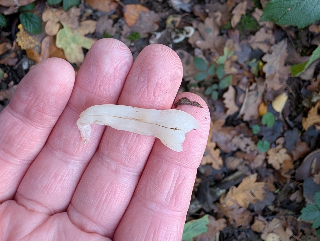 Clavulina rugosa · November 2025 · photo: © heather-hyfae (iNaturalist, cc-by)