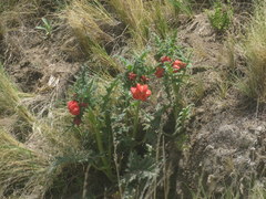 Caiophora chuquitensis