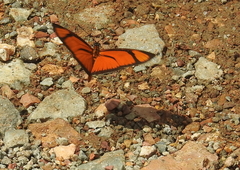 Eueides aliphera gracilis