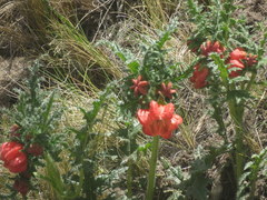 Caiophora chuquitensis