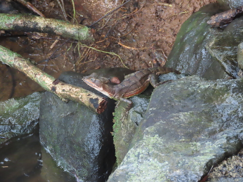 Western Basilisk, Basiliscus galeritus