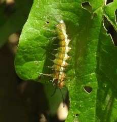 Hamadryas laodamia saurites