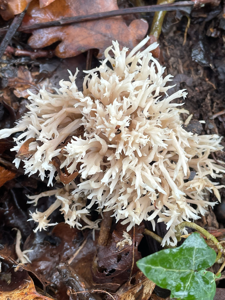 Clavulina coralloides · November 2025 · photo: © giselle_s (iNaturalist, cc0)