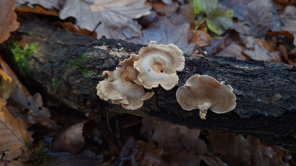 Panellus stipticus · November 2025 · photo: © yellowplant (iNaturalist, cc-by)