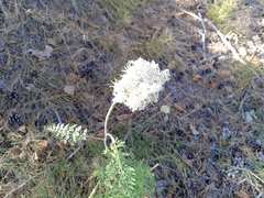 Seseli condensatum