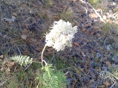 Seseli condensatum