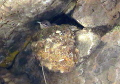 Oreotrochilus leucopleurus