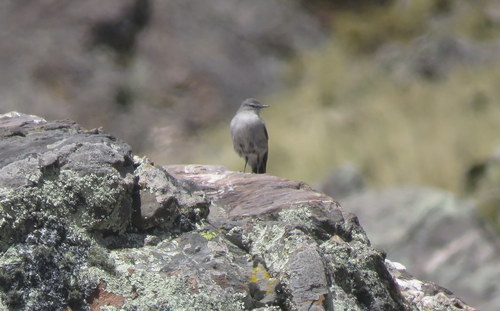 Cinereous Ground Tyrant (Muscisaxicola cinereus), photo 9