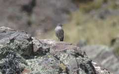Muscisaxicola cinereus