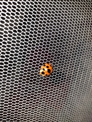 Coccinellini