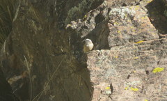 Ochthoeca oenanthoides