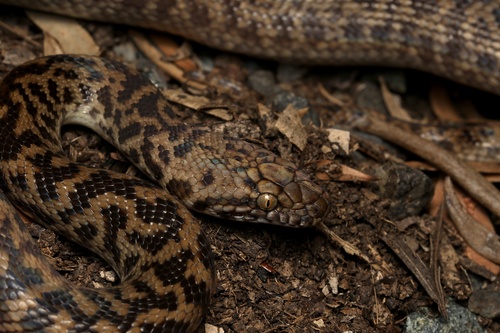 Spotted Python sighting