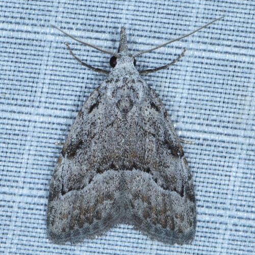 Mecothrix iridescens · iNaturalist