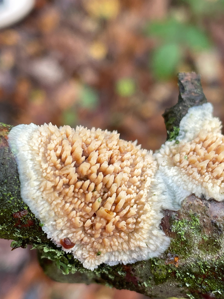 Basidioradulum radula · November 2025 · photo: © giselle_s (iNaturalist, cc0)