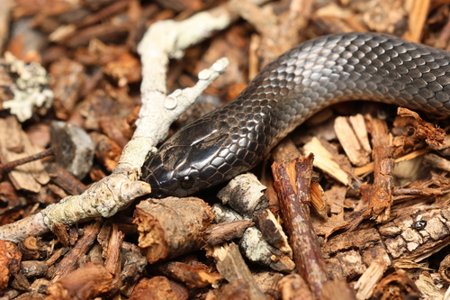 Eastern Small-eyed Snake sighting