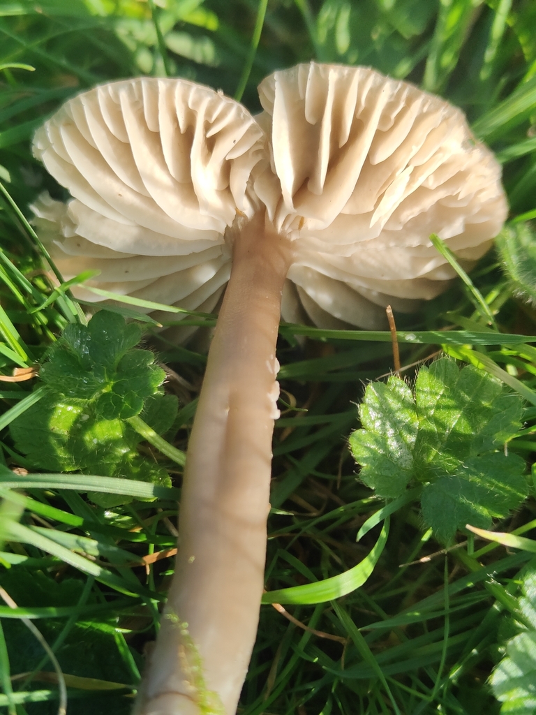 Gliophorus irrigatus · November 2025 · photo: © tomhughes97 (iNaturalist, cc-by)
