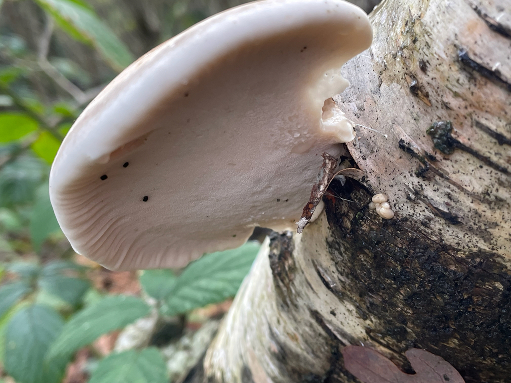 Fomitopsis betulina · November 2025 · photo: © giselle_s (iNaturalist, cc0)