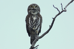 Glaucidium nana