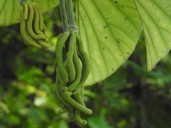 Cecropia longipes image