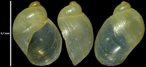 Succinea costaricana
