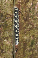 Image of Isognathus leachii