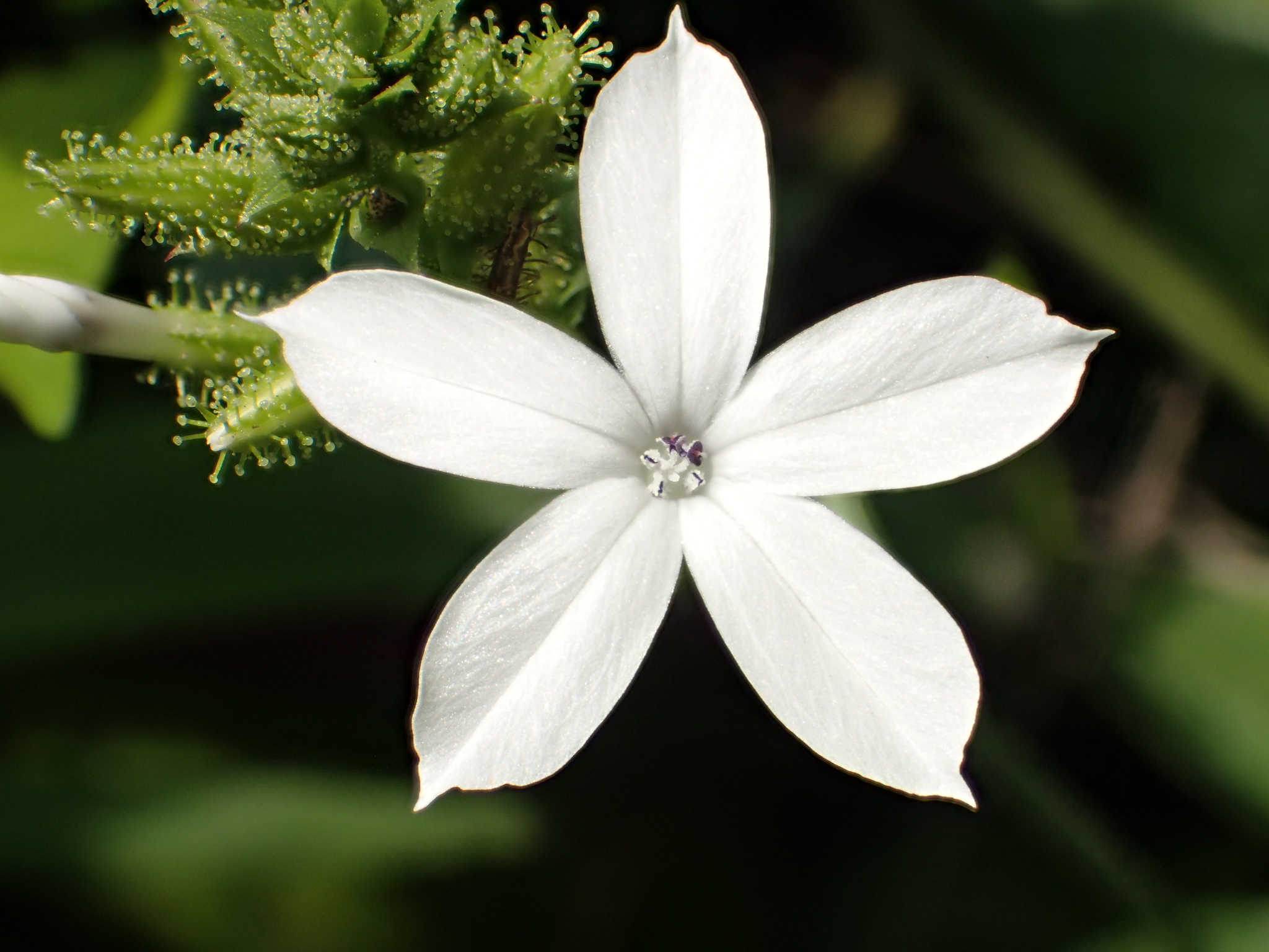 Plumbago zeylanica