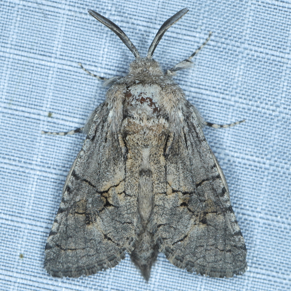 Lichtensteiniana aloides
