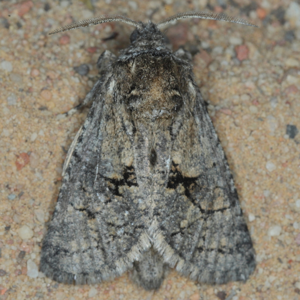 Lichtensteiniana