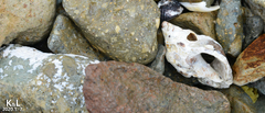 Ceratostoma rorifluum