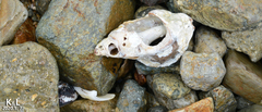 Ceratostoma rorifluum