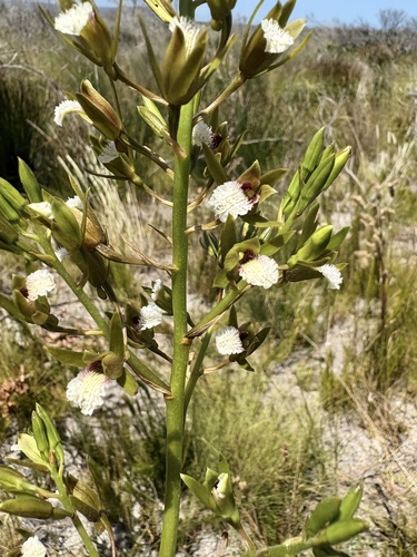 Upright Sandy Cinderella Orchid (Eulophia lamellata)